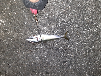 沖堤で青物狙い