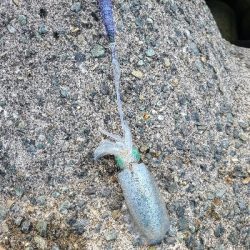 夜勤明けエギング