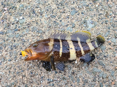 底魚達