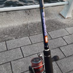 タチウオ消えた