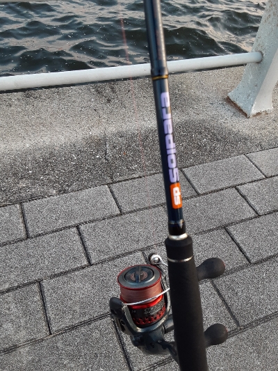 タチウオ消えた