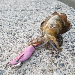 アオリイカ狙いで…