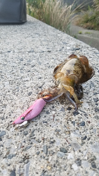 アオリイカ狙いで…