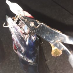 太刀魚渋いですね~