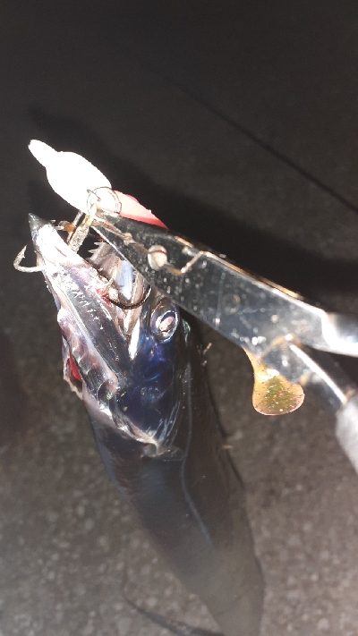 太刀魚渋いですね～