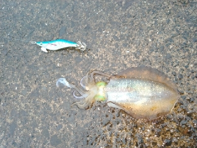 けっこうな雨の中