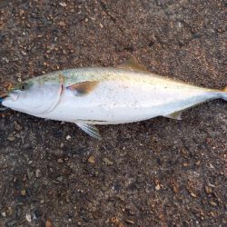 トリヤマナブラ