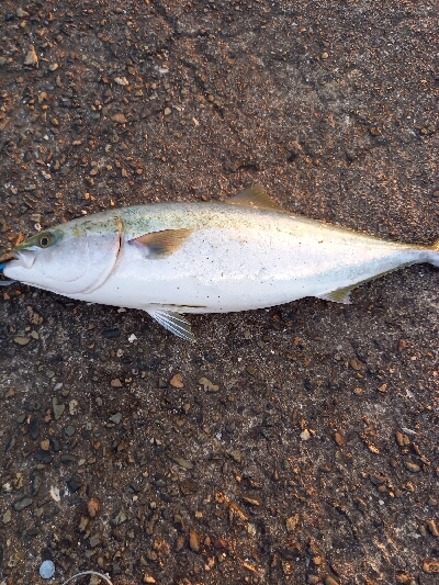 トリヤマナブラ