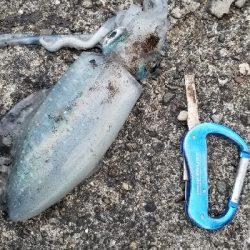 エギング　大漁