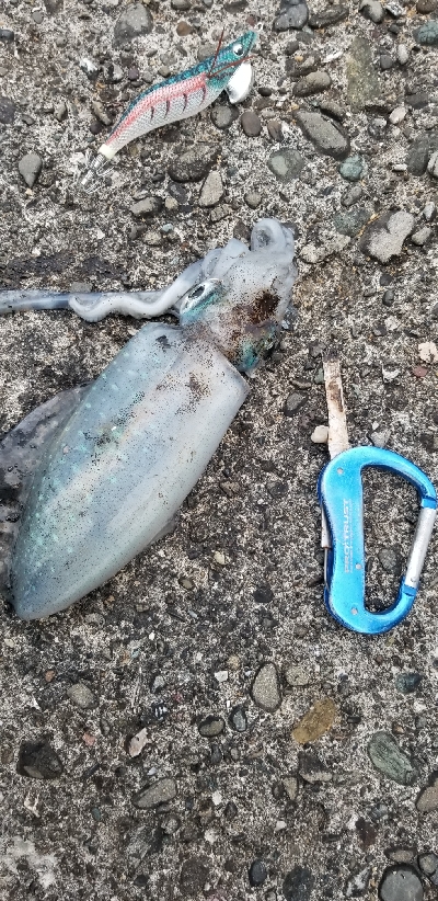 エギング　大漁