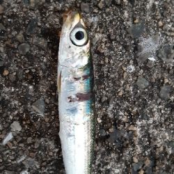 泉大津エリア、タチウオ&青物調査