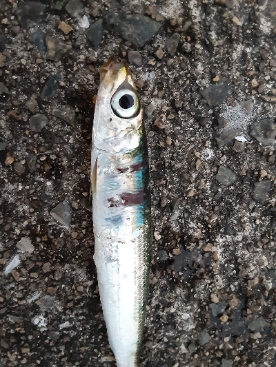 泉大津エリア、タチウオ&青物調査