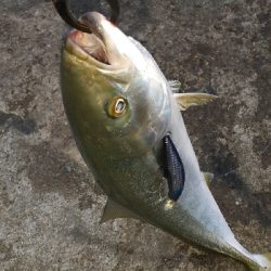 やっと青物釣れた～小さいけど