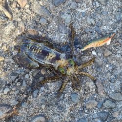 久しぶりの早朝エギング