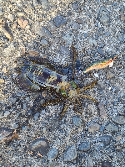 久しぶりの早朝エギング