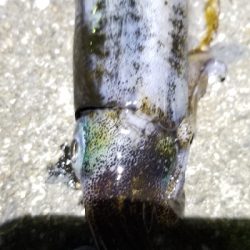 ウネリを避けて漁港内の奥へ