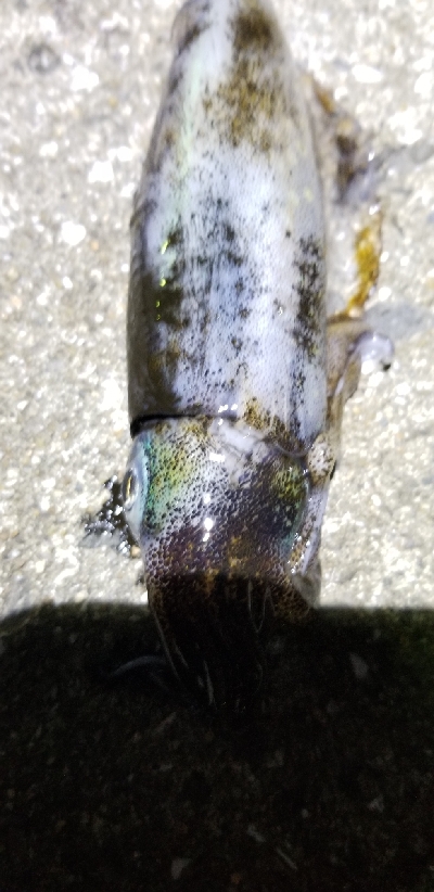 ウネリを避けて漁港内の奥へ