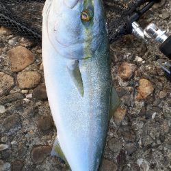 前日よりシブメでした