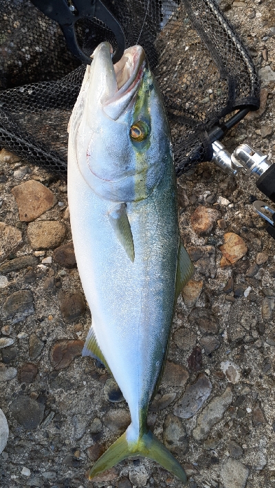 前日よりシブメでした