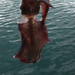 アオリ新子調査