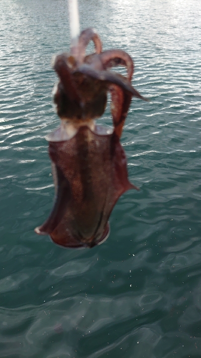 アオリ新子調査