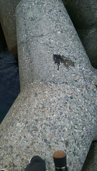 キジハタ4匹！障泥烏賊1杯！