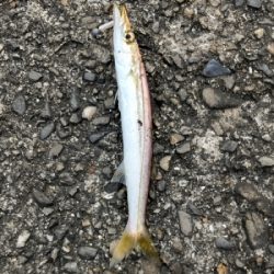 タチウオ釣りに行ったつもりが…