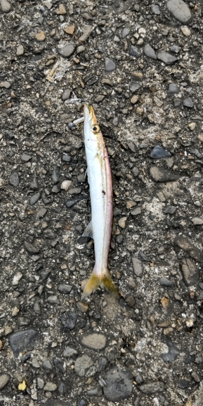 タチウオ釣りに行ったつもりが…