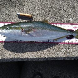 バースデーメジロ!