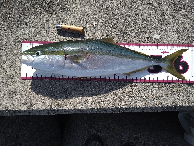 バースデーメジロ!