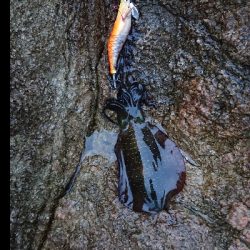 久しぶりの坂田渡船(沖磯)