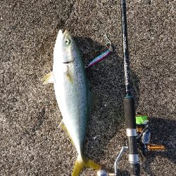 エギングしに行ったんですけど…