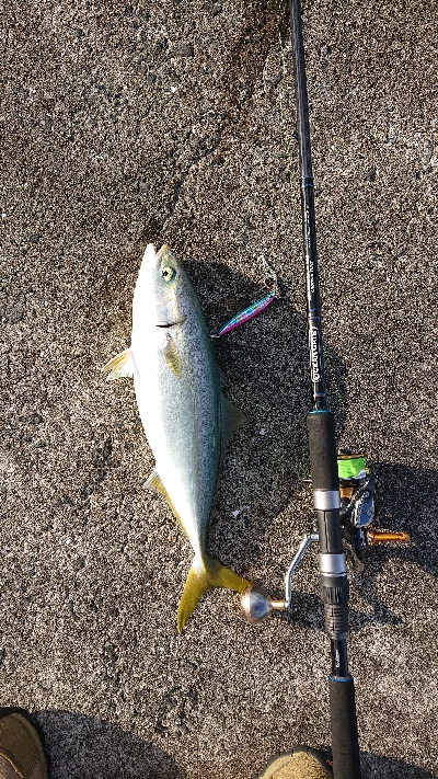 エギングしに行ったんですけど…