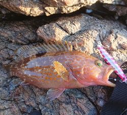 イカ不発でした( ノД`)…