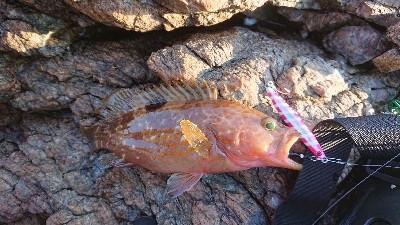 イカ不発でした( ノД`)…