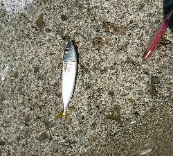 新規開拓成功!良型ハマチGET