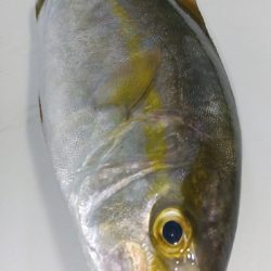 シーバスとシオ!