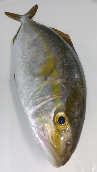 シーバスとシオ！