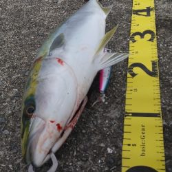 真っ昼間に高活性