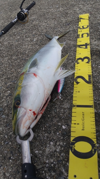 真っ昼間に高活性