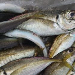 アジ釣って帰りました