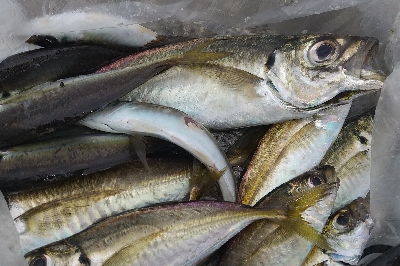 アジ釣って帰りました