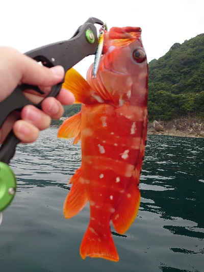 レンタル手漕ぎボート