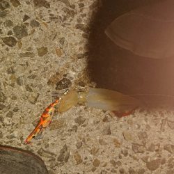 アジング、のち、エギング