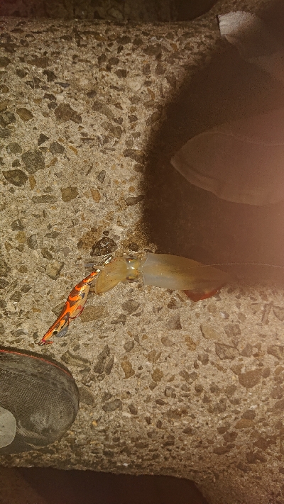 アジング、のち、エギング