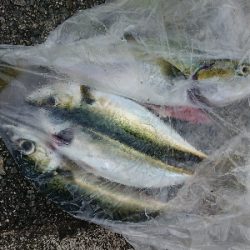 サバの刺身を食べたかったのですが…