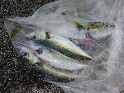 サバの刺身を食べたかったのですが…