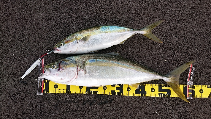 青物は釣れる時に釣らんとね