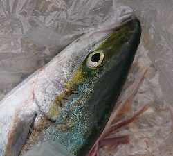 ゼブラグロー大好き