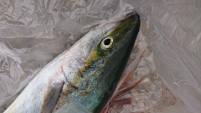 ゼブラグロー大好き